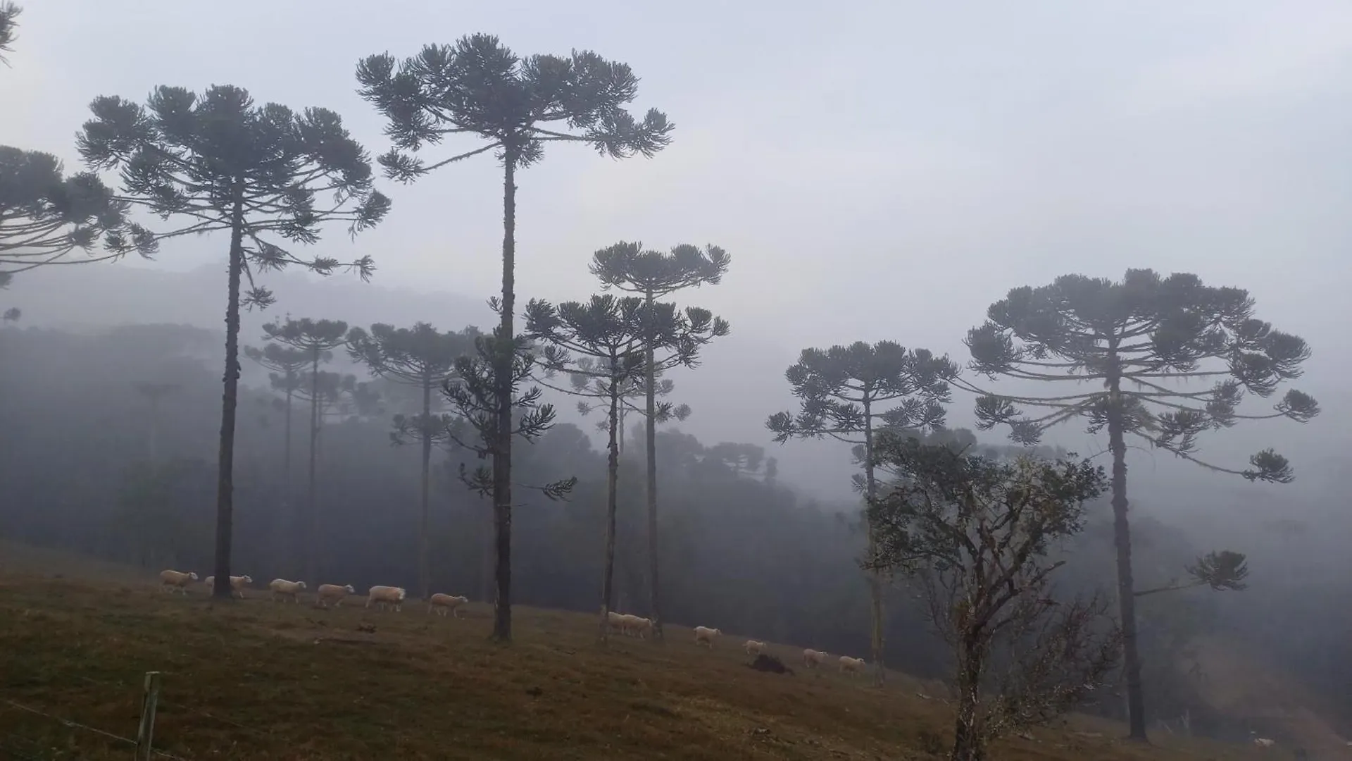 Hospedagem Cabanas Do Lago Urubici 0*,